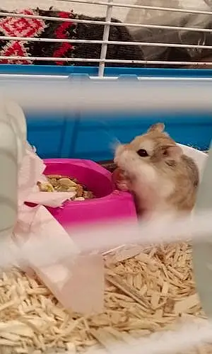 Nom Hamster de Roborowsky Jolie