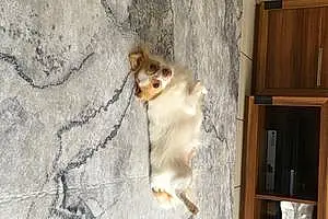 Prénom Chihuahua Chien Snoopy
