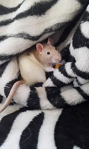 Rat Ratatouille