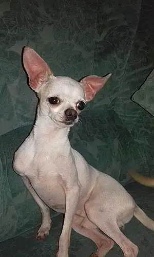 Nom Chihuahua Chien Heliot