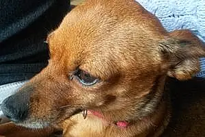 Nom Chihuahua Chien Lyna