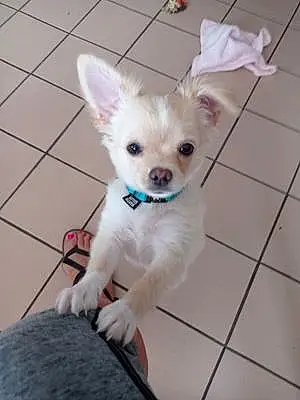 Chihuahua Chien Tilou