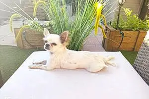 Chihuahua Chien Isis