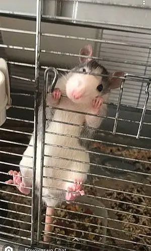Rat Lilou