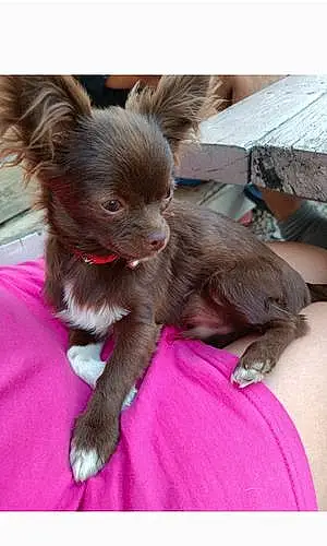 Chihuahua Chien Groots