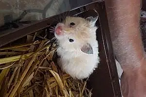 Nom Hamster doré Loli