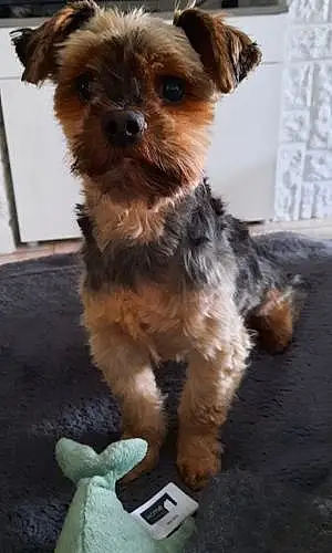 Nom Yorkshire Terrier Chien Charly