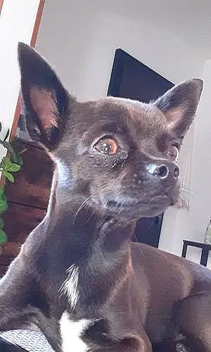 Chihuahua Chien Moka