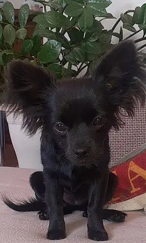 Chihuahua Chien Perle