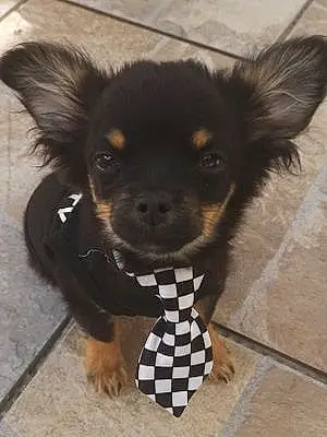 Nom Chihuahua Chien Brutus