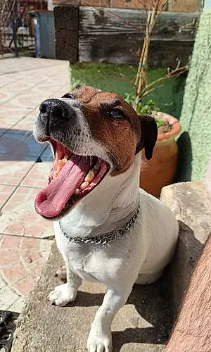 Jack Russell Chien Milo