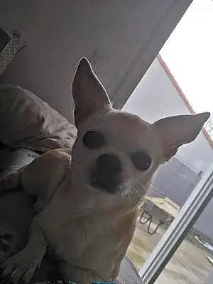Nom Chihuahua Chien Eva