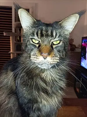 Maine Coon Chat Lucky