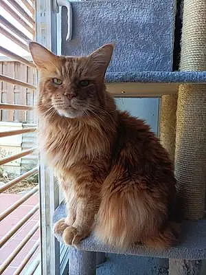 Maine Coon Chat Igor