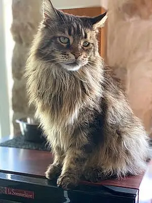 Nom Maine Coon Chat Iggy