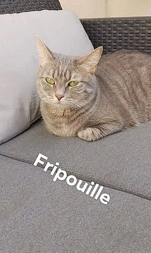 Chat Fripouille