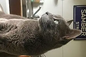 Nom Chartreux Chat Jelly