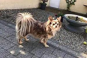 Nom Chihuahua Chien Mamba