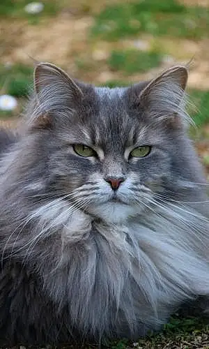 Nom Maine Coon Chat Galaxie