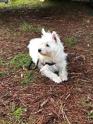 Nom West Highland White Terrier Chien Mélody
