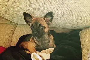 Nom Chihuahua Chien Kika