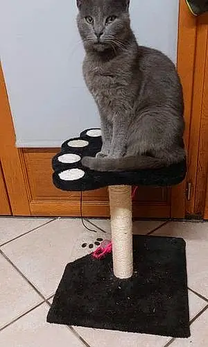 Nom Chartreux Chat Cooky