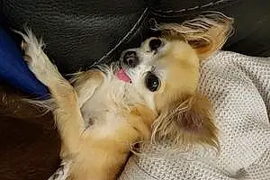 Nom Chihuahua Chien Elvira
