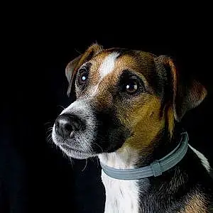 Jack Russell Chien Poppy