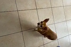 Nom Chihuahua Chien Jolie