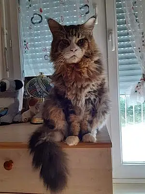 Nom Maine Coon Chat Jazzy