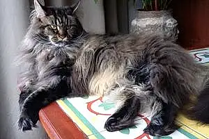 Nom Maine Coon Chat Lizzy