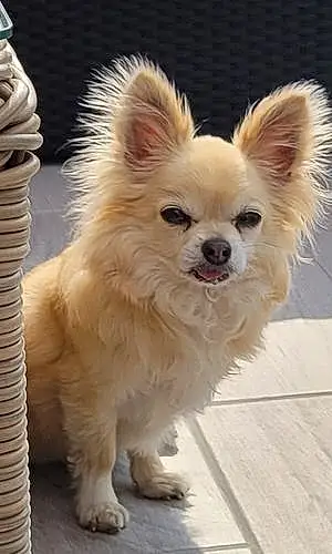 Nom Chihuahua Chien Hugo