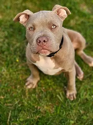 American Bully Chien Pablo