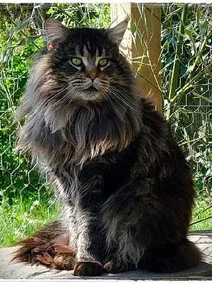 Nom Maine Coon Chat Grizzly