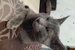 Nom Chartreux Chat Fiona