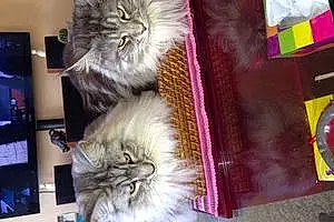 Nom Maine Coon Chat Dream