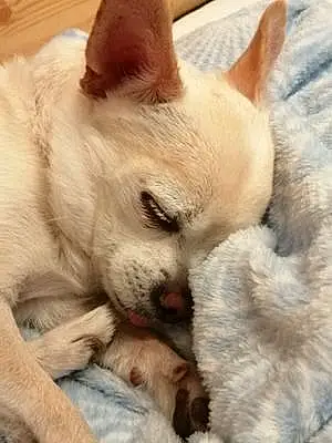 Nom Chihuahua Chien Jolia