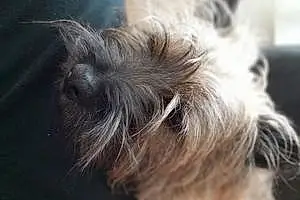 Nom Cairn Terrier Chien Clochette