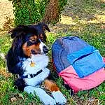 Chien, Plante, Race de chien, Carnivore, Herbe, Chien de compagnie, Jouets, Canidae, Electric Blue, Working Animal, Herding Dog, Carmine, Working Dog, Dog Supply, Queue, Poil, Toy Dog, Luggage And Bags