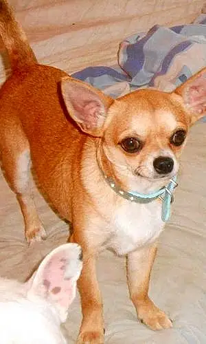 Nom Chihuahua Chien Hawai
