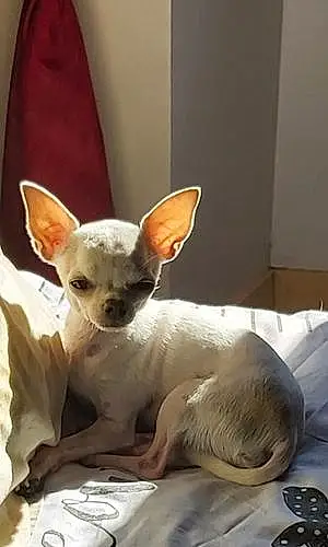 Nom Chihuahua Chien Choupi