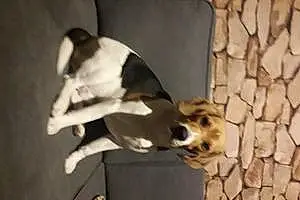 Beagle-harrier Chien Django