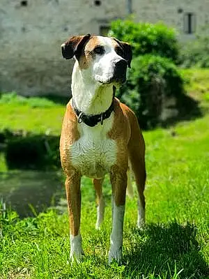 Nom American Staffordshire Terrier Chien Arrow