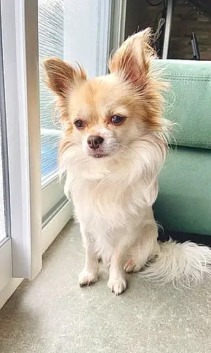 Nom Chihuahua Chien Leny