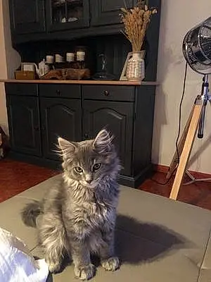 Nom Maine Coon Chat Jacky