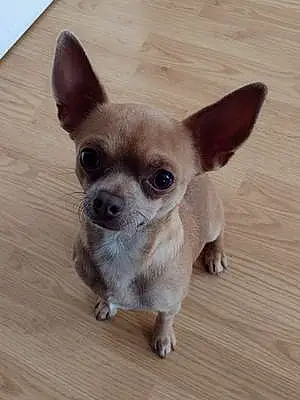 Nom Chihuahua Chien Logan