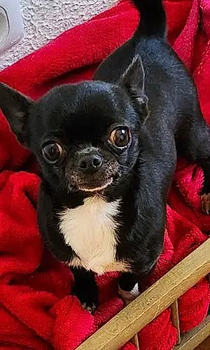 Nom Chihuahua Chien Mafia