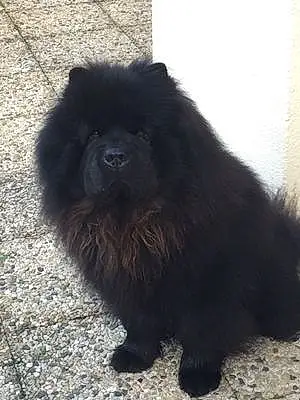 Chow Chow Chien Max
