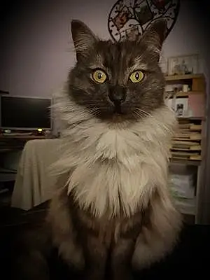 Maine Coon Chat Prince