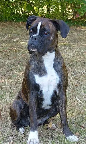 Boxer Chien Gipsy